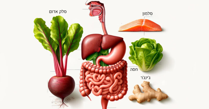 מזונות למערכת העיכול