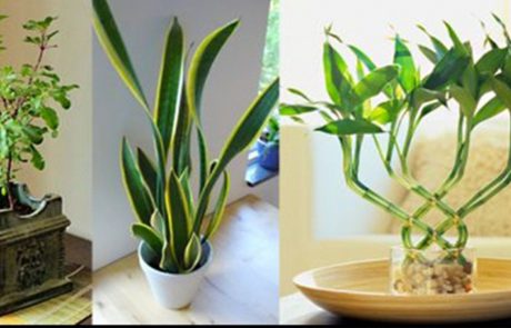 7 צמחים שממגנטים אנרגיה חיובית בבית ובמשרד!