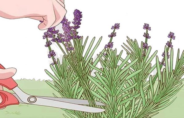 9 יתרונות בריאותיים של פרח הלבנדר שלא סיפרו לכם מעולם!