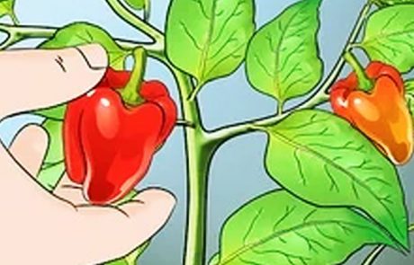 10 היתרונות התזונתיים של הגמבה (פלפל אדום)