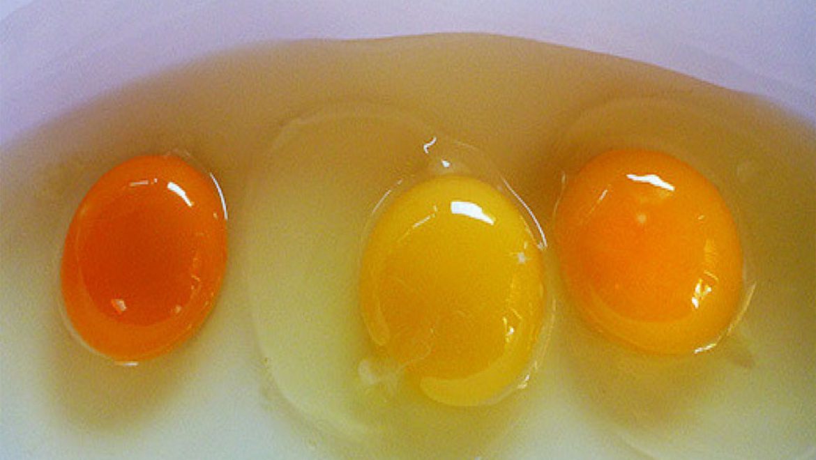 כיצד תדעו שהביצה שאתם אוכלים היא לא מתרנגולת חולה?