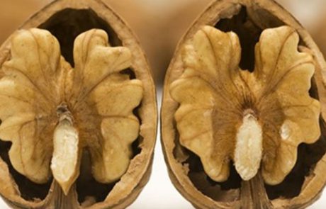 איך אגוזי מלך יכולים לשפר את הפוריות ועוד 15 סיבות לצריכתם מבחינה בריאותית