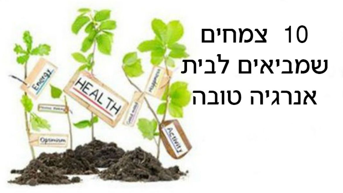 10 צמחים שמושכים אנרגיות חיוביות