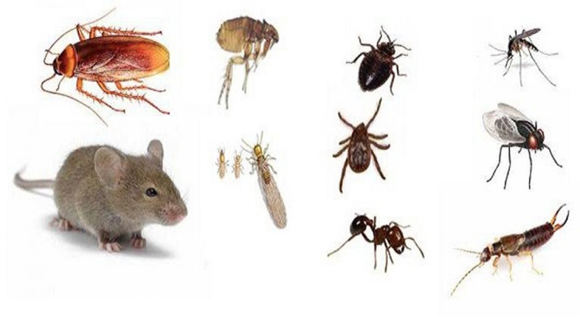 6 דרכים פשוטות שיסלקו את החרקים מהבית שלכם (ללא כימיקלים)