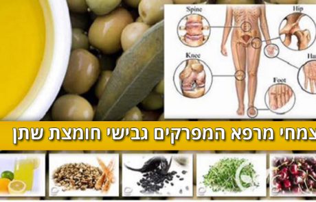 צמחי המרפא האלה מרפאים חומצת שתן בדם ומונעים שיגדון וכאבי פרקים